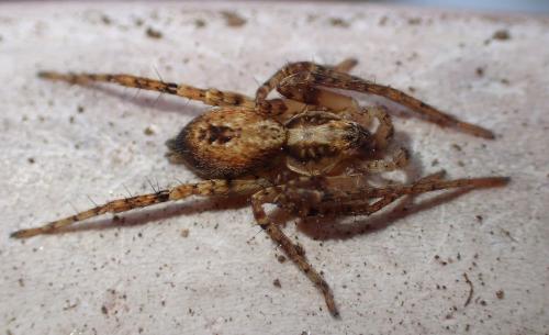 Réf. 274 765 : Anyphaena accentuata